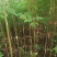 栾树