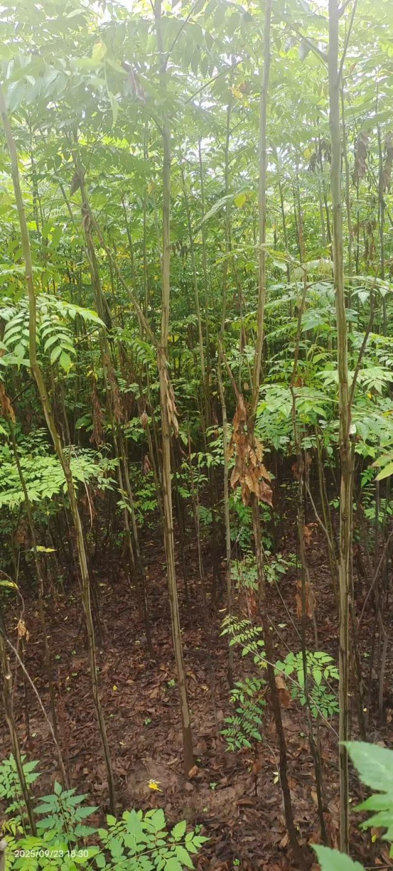 栾树