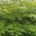 栾树