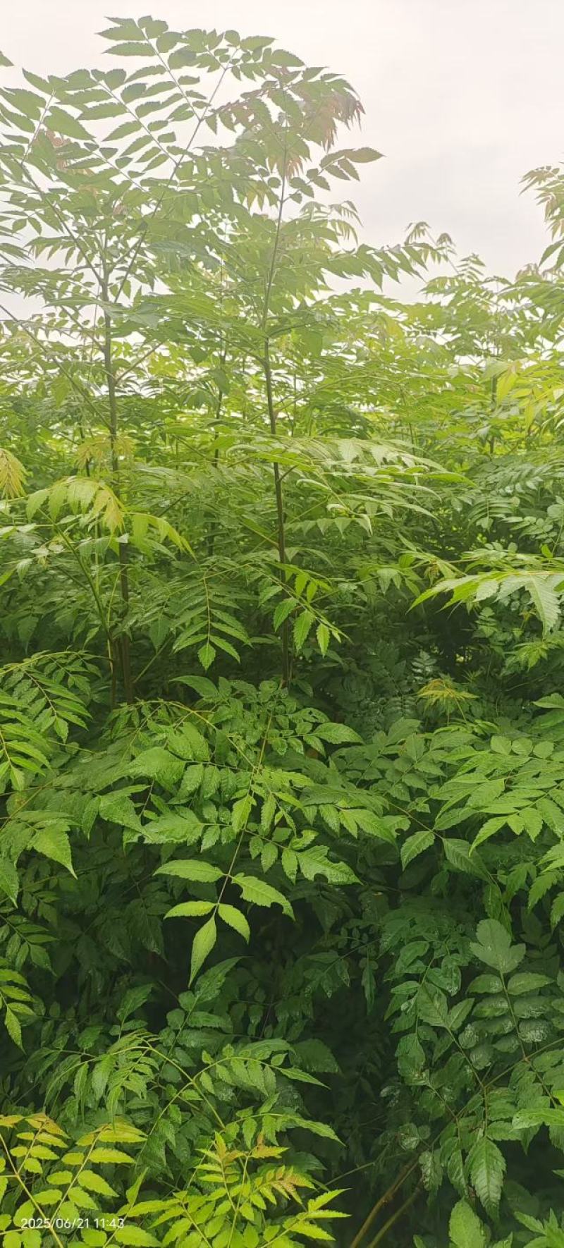 栾树