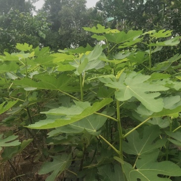 无花果苗裸根苗