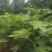 无花果苗裸根苗