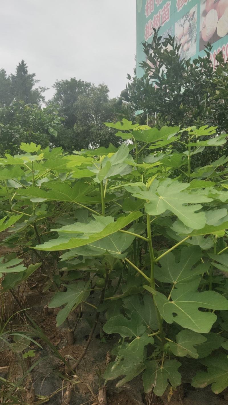 无花果苗裸根苗