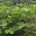 无花果苗裸根苗