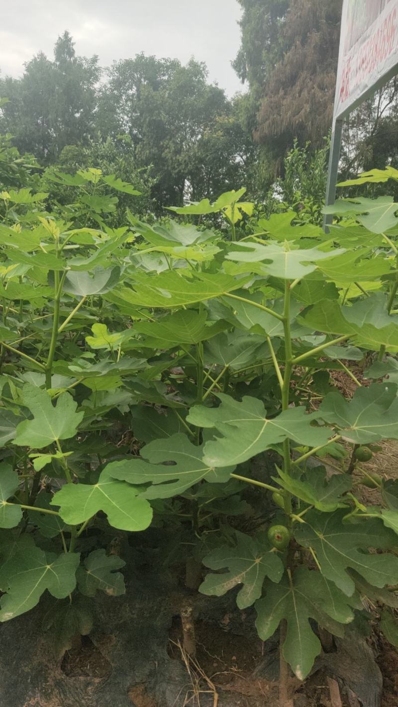 无花果苗裸根苗