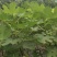 无花果苗裸根苗
