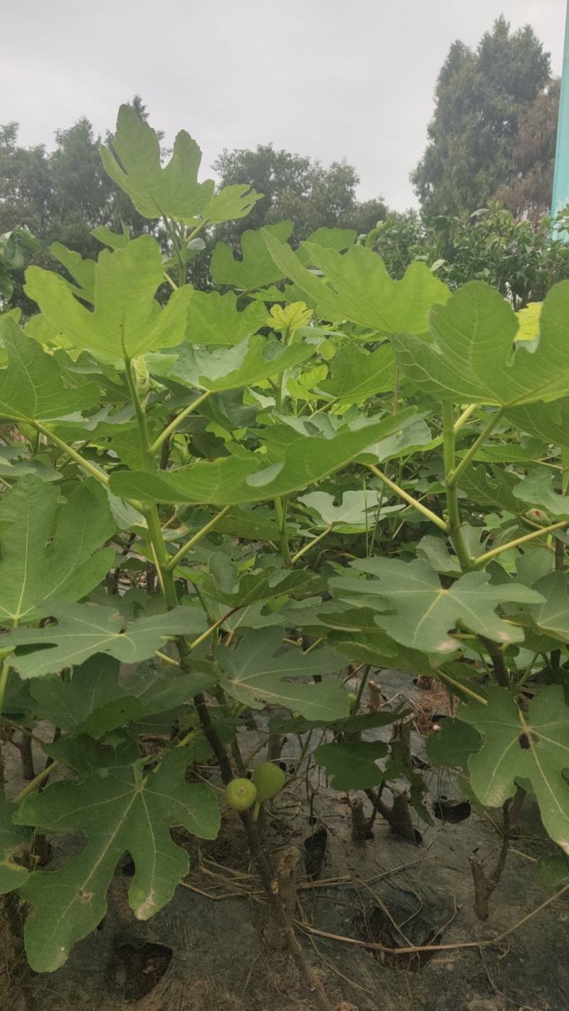 无花果苗裸根苗