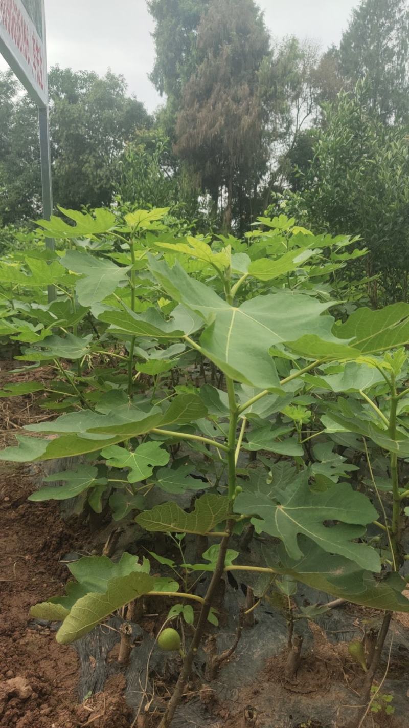 无花果苗裸根苗