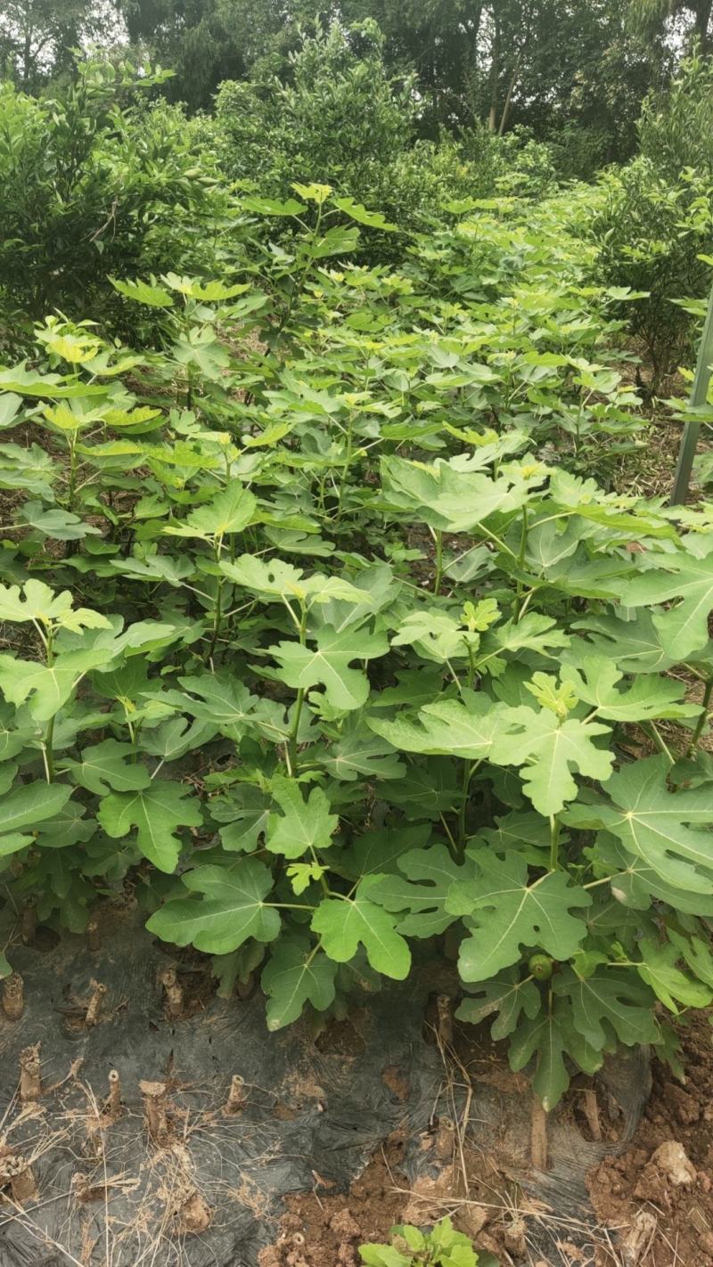 无花果苗裸根苗