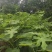 无花果苗裸根苗