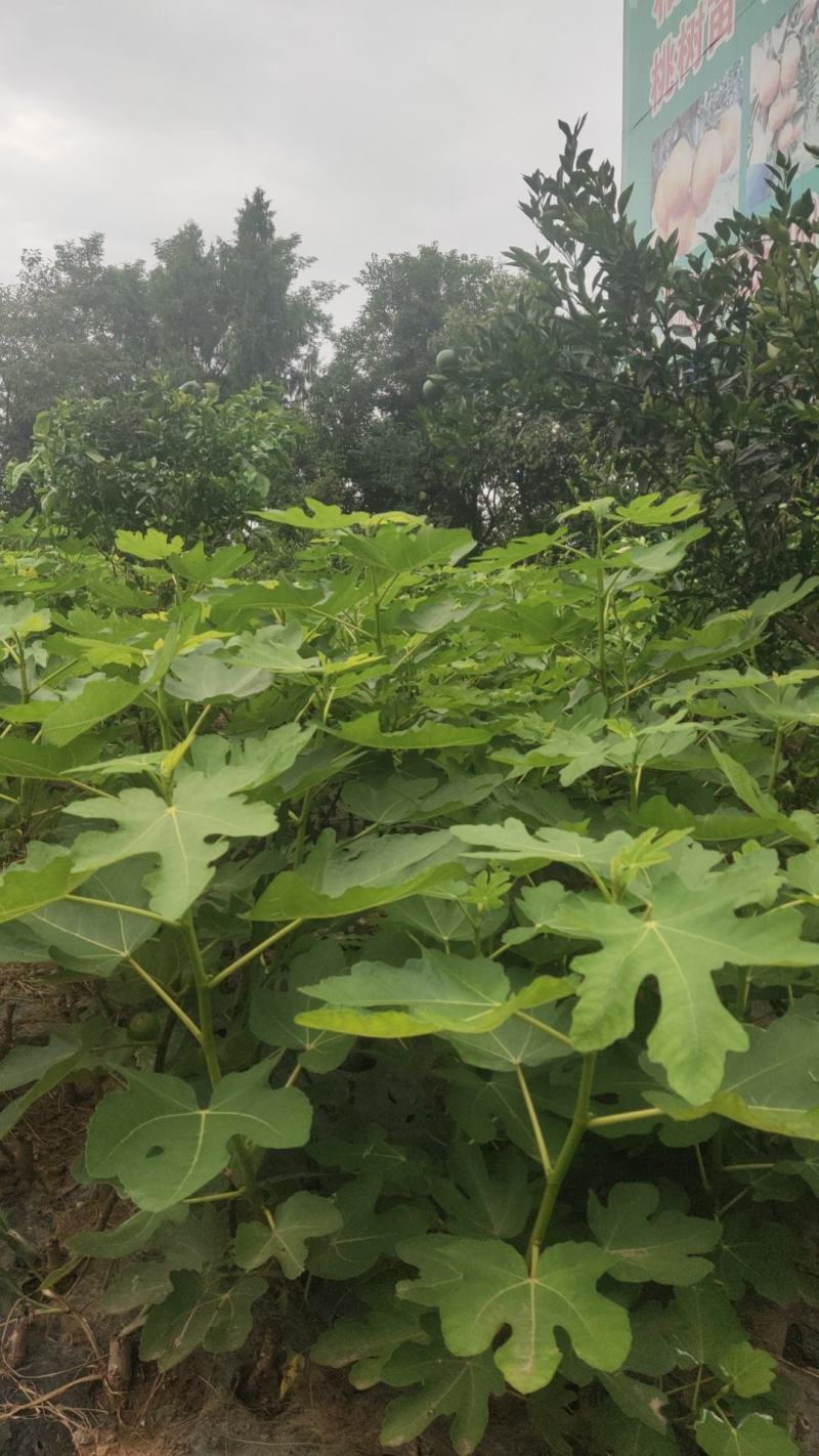 无花果苗裸根苗
