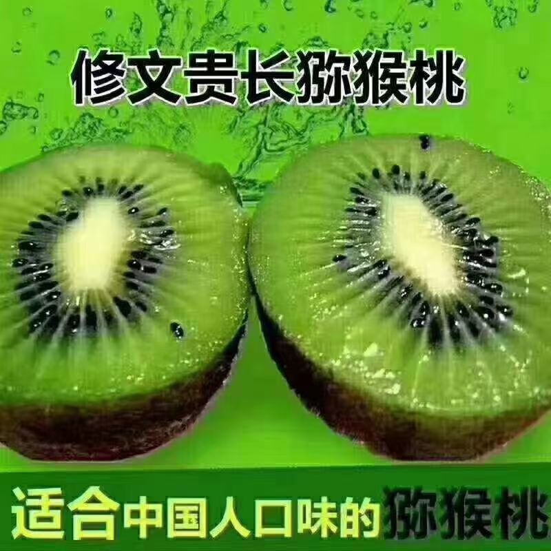 修文贵长猕猴桃