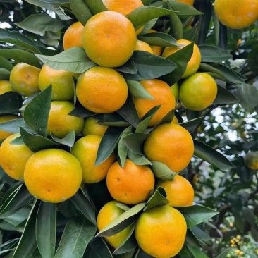 四川资阳蜜桔