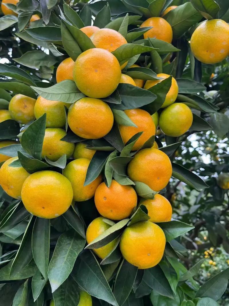 四川资阳蜜桔