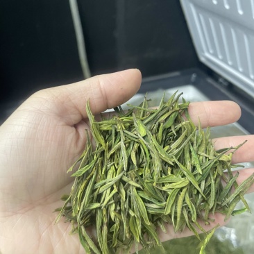 白茶毛峰