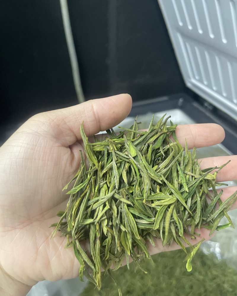 白茶毛峰