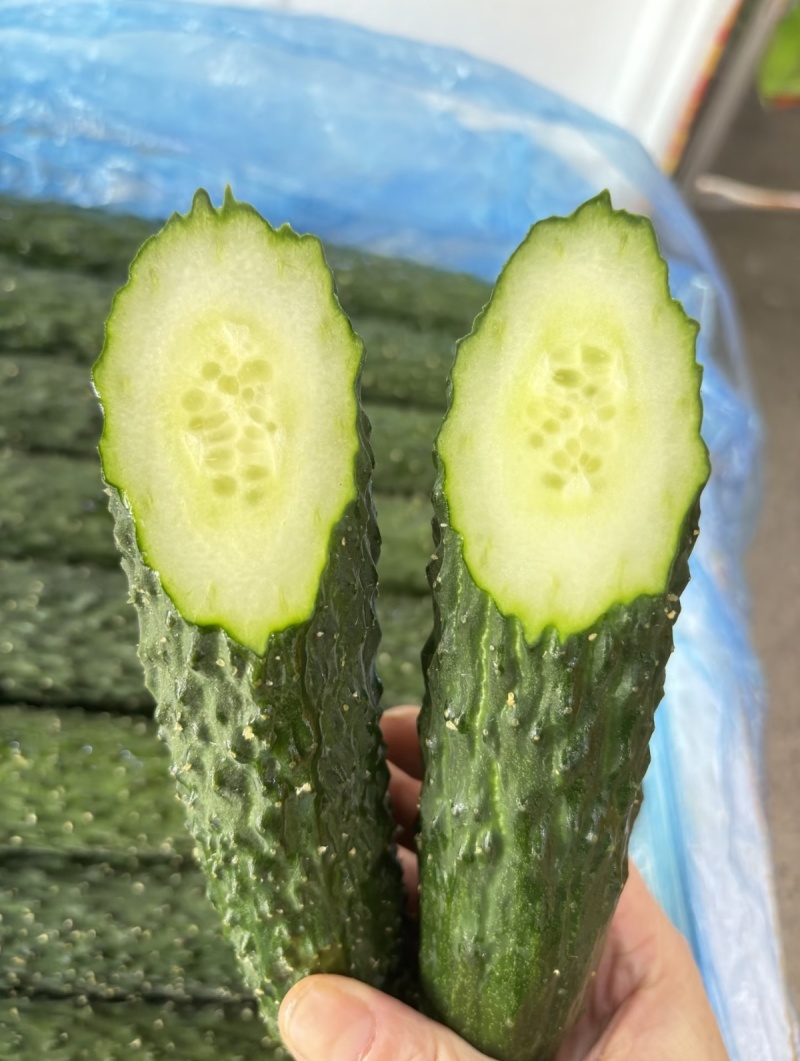 云南密刺黄瓜上市干花带刺