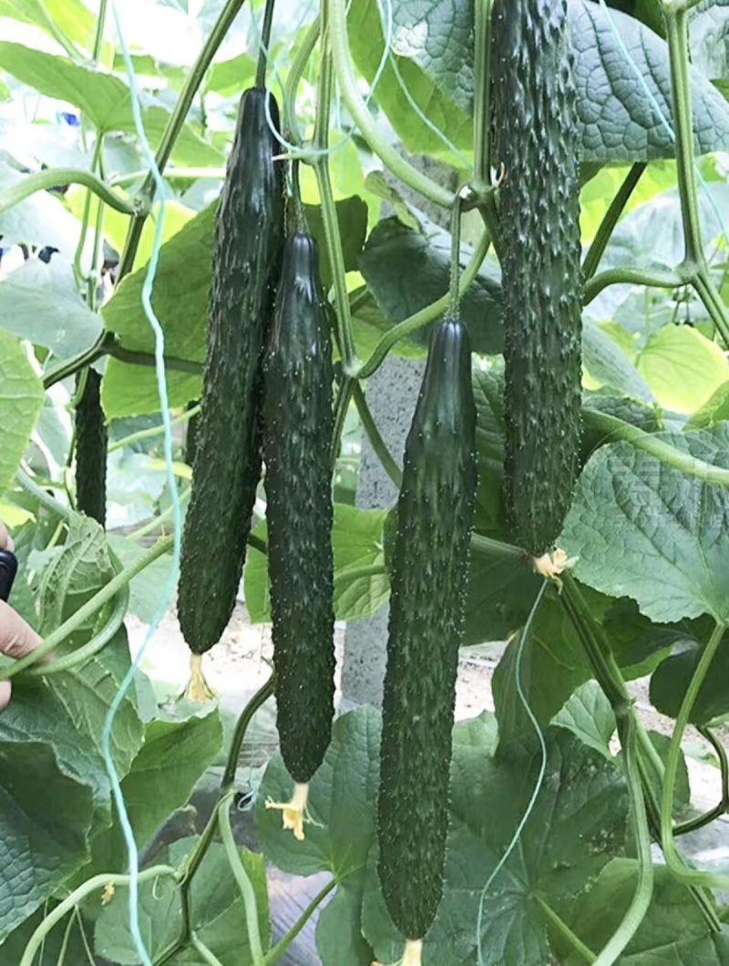 云南密刺黄瓜上市干花带刺