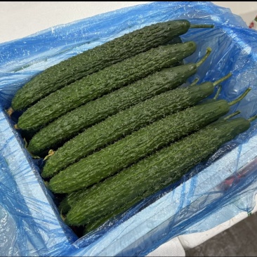 云南密刺黄瓜上市干花带刺