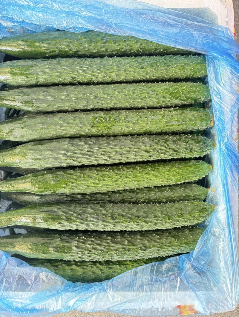 云南密刺黄瓜上市干花带刺