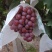 精品红提葡萄