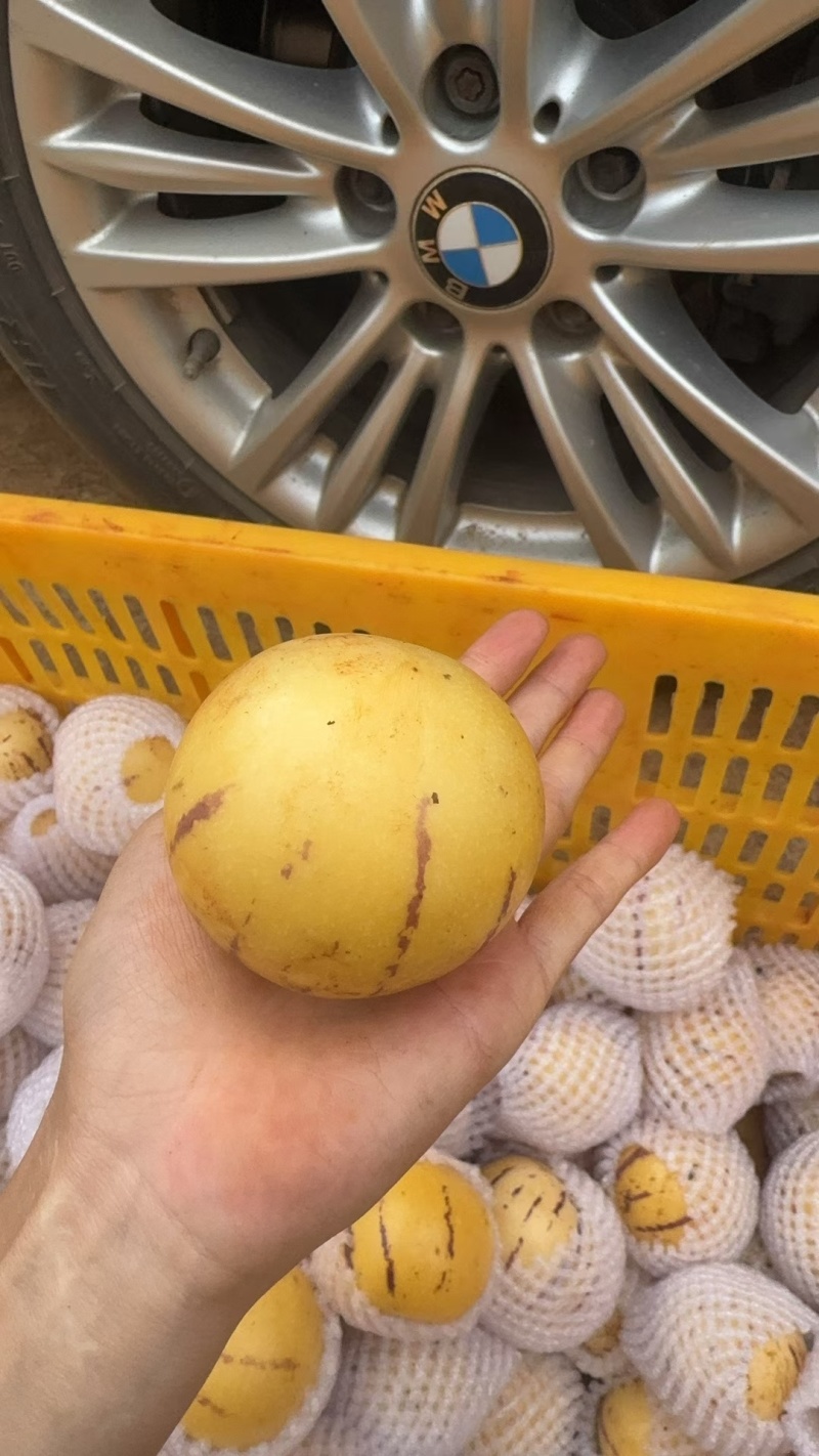 云南石林人参果
