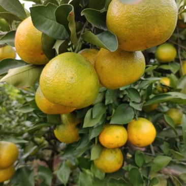 资阳蜜橘