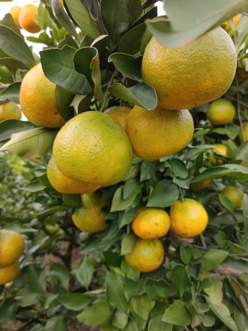 资阳蜜橘