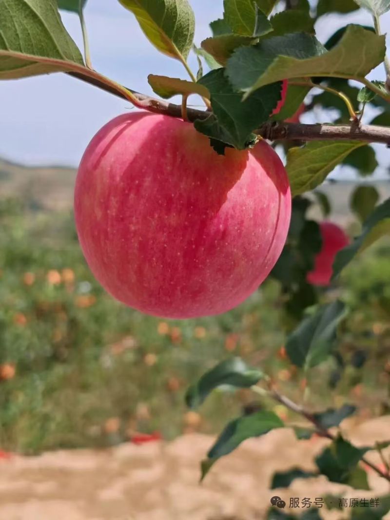 甘肃庆阳红富士