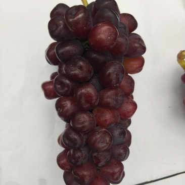 老板们大家好，自家种植富士之辉葡萄🍇，想要的老板联系