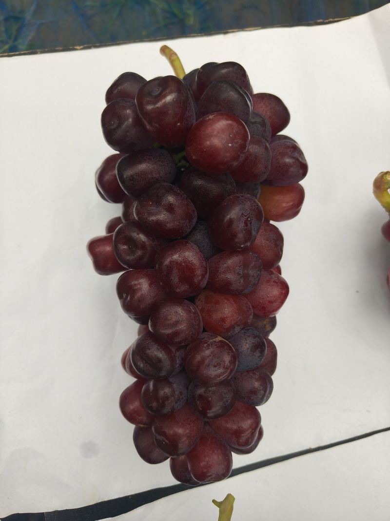 老板们大家好，自家种植富士之辉葡萄🍇，想要的老板联系