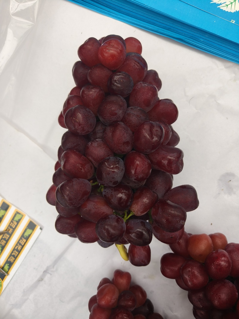 老板们大家好，自家种植富士之辉葡萄🍇，想要的老板联系