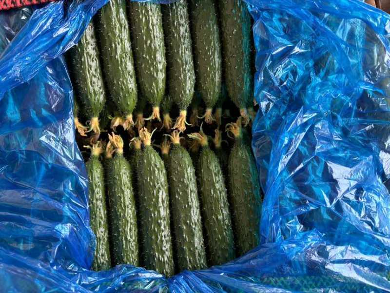 精品密刺黄瓜