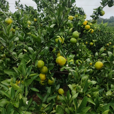 湖北玉皇顶村橘子🍊