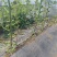 波姬红无花果