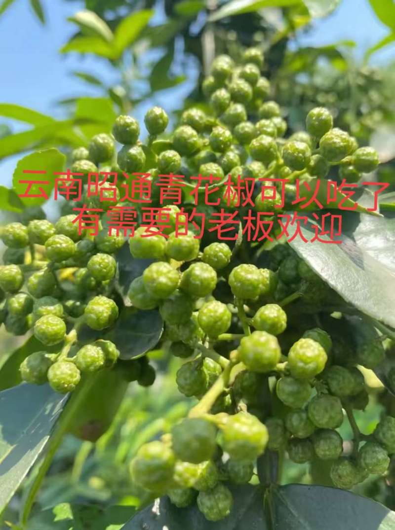 云南花椒