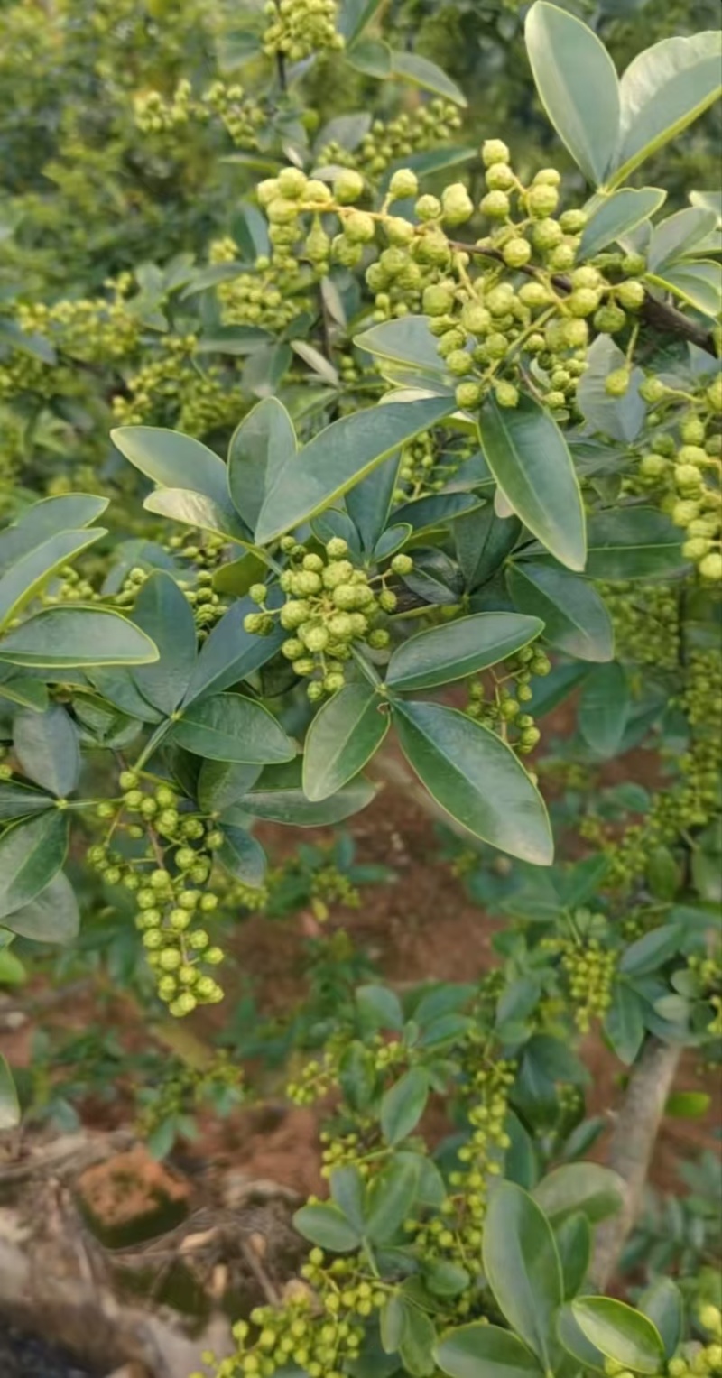云南花椒