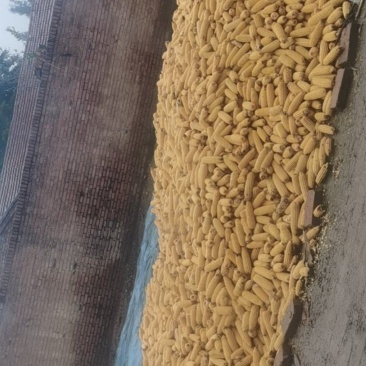 玉米粒
