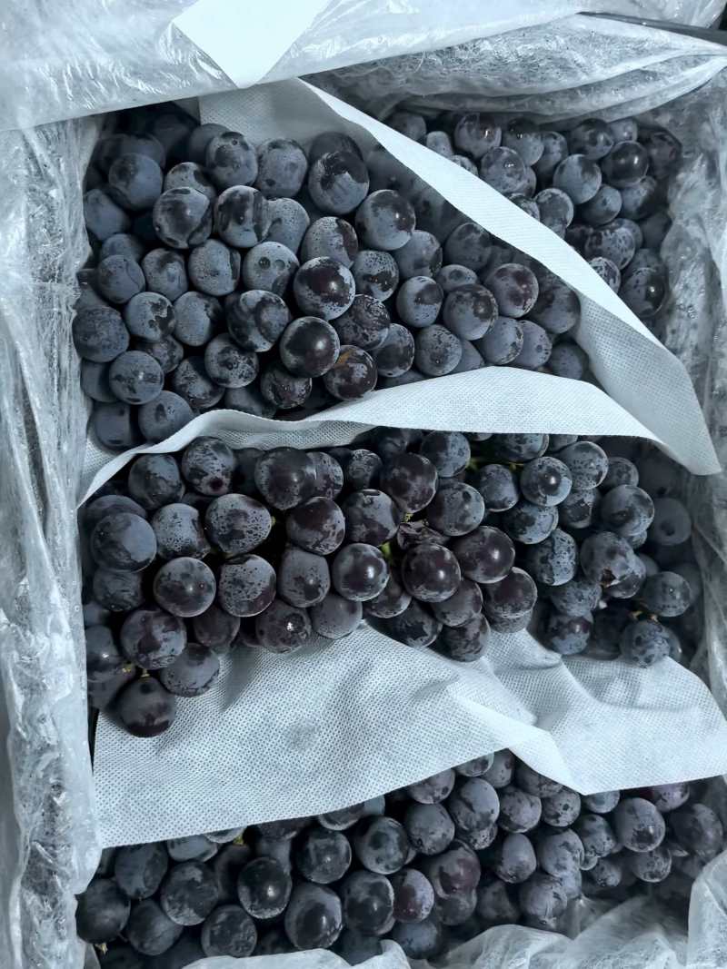 新疆夏黑葡萄