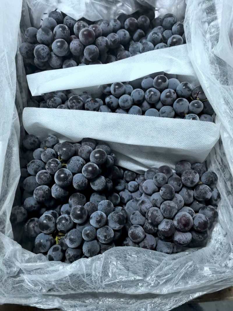 新疆夏黑葡萄