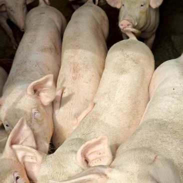 生猪🐷
