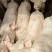 生猪🐷