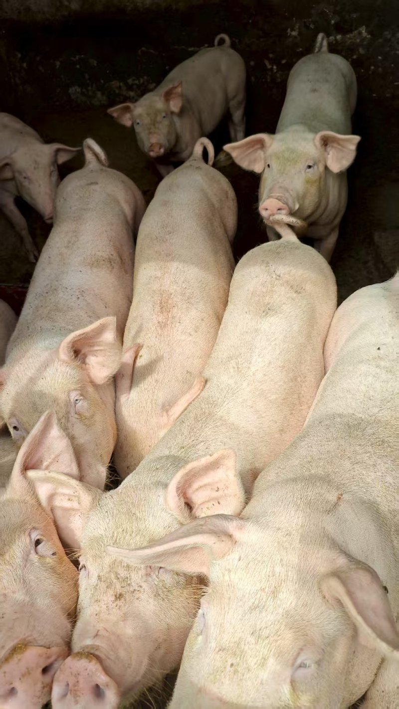 生猪🐷