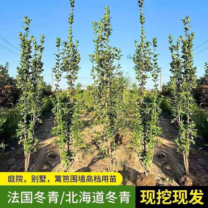 北海道黄杨绿篱