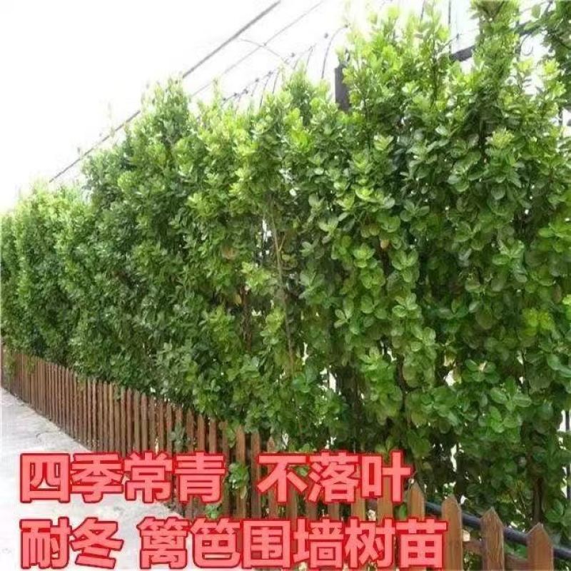 北海道黄杨绿篱