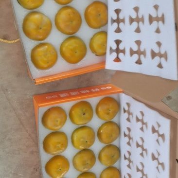 太秋脆甜柿