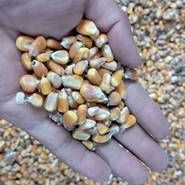 烘干玉米，黄金粮30吨