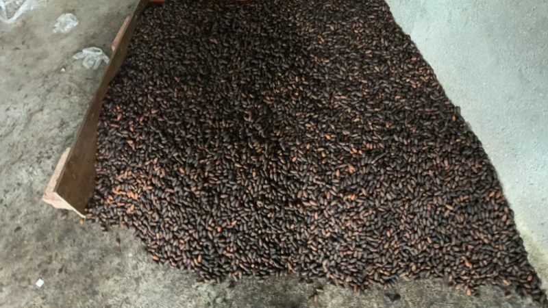 香榧子