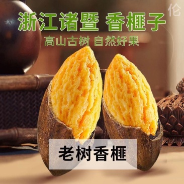 香榧子