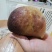 新鲜鸡宝